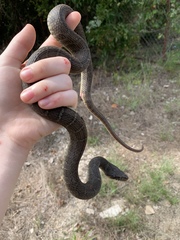 Nerodia erythrogaster