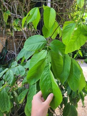 Lonchocarpus heptaphyllus