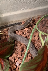 Nerodia erythrogaster
