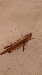 Schistocerca flavofasciata
