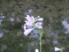 Physostegia angustifolia