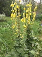 Verbascum