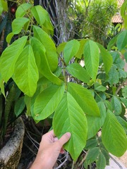 Lonchocarpus heptaphyllus