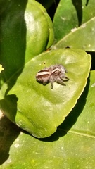 Megafreya sutrix