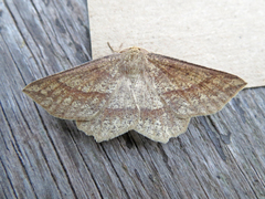 Euchlaena marginaria