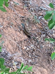 Cnemidophorus gaigei