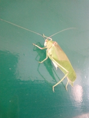 Tettigoniidae