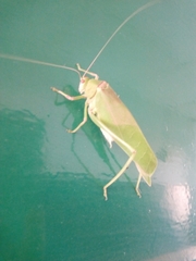 Tettigoniidae
