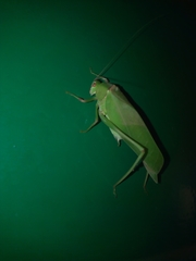 Tettigoniidae