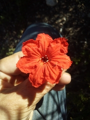 Varronia salviifolia