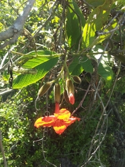 Varronia salviifolia