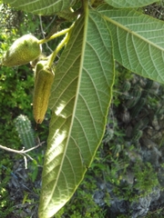 Varronia salviifolia