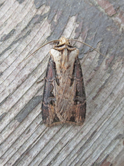 Agrotis volubilis