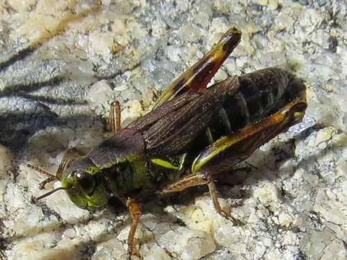 Melanoplus stupefactus · iNaturalist