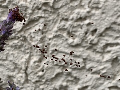 Araneidae