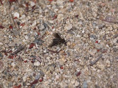 Chrysanthrax vanus