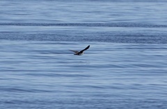 Stercorarius parasiticus