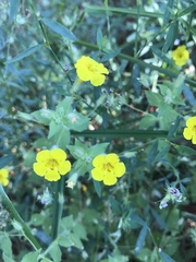 Erythranthe moschata