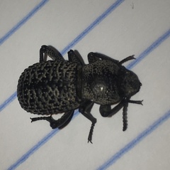 Cryptoglossa variolosa