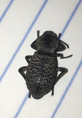 Cryptoglossa variolosa