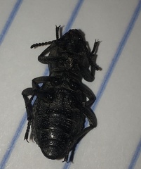 Cryptoglossa variolosa