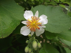 Sparrmannia