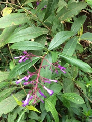 Palicourea angustifolia