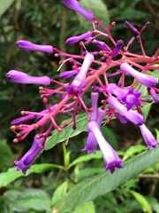 Palicourea angustifolia