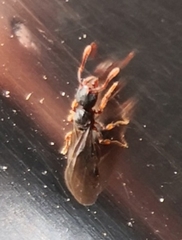 Myrmecina graminicola