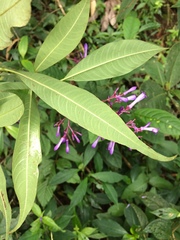 Palicourea angustifolia