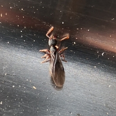 Myrmecina graminicola