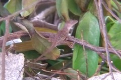 Anolis
