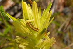 Melanchra pulverulenta