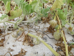 Exodeconus miersii
