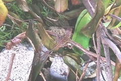 Anolis