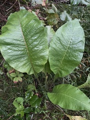 Inula