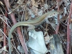 Pholidoscelis chrysolaemus