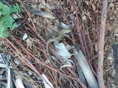 Pholidoscelis chrysolaemus