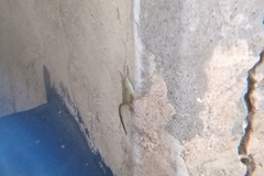 Anolis