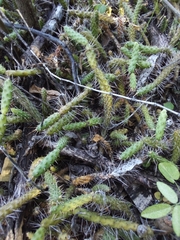 Opuntia taylorii