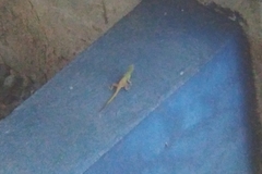 Anolis