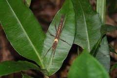 Creoxylus