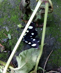 Alypiodes bimaculata