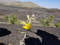 Mentzelia laevicaulis