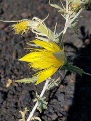 Mentzelia laevicaulis