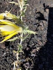 Mentzelia laevicaulis