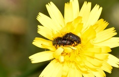 Astylus bourgeoisi
