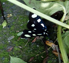 Alypiodes bimaculata