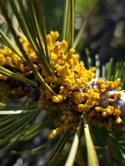 Arceuthobium cyanocarpum