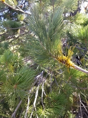 Arceuthobium cyanocarpum